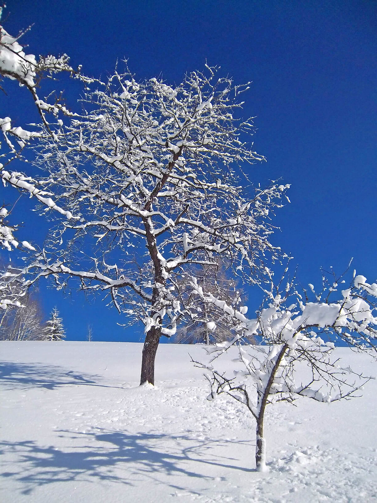Winterwanderung am Mondsee Salzkammergut